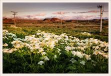 scented landscape in brackets .jpg